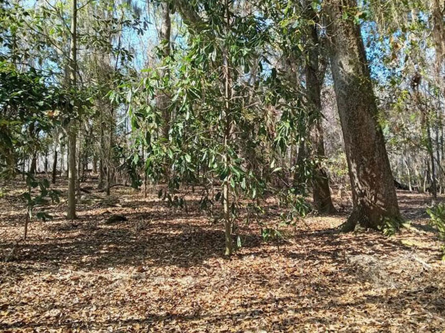 Island 22 / Lake Iamonia