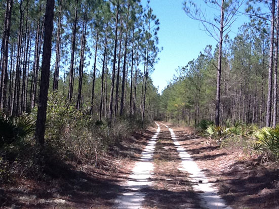 K-Train Timber Tract