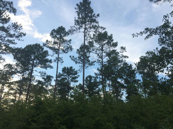 McCracken Road Tract